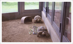 ケズメリクガメ Copyright 2006 いしかわ歯科医院 All Rights Reserved. Since.